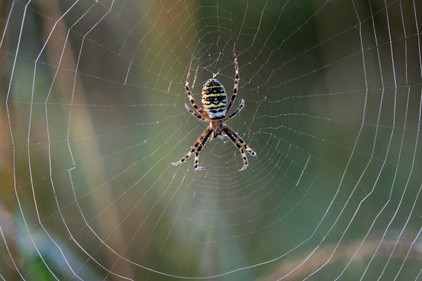 istock Argiope bruennichi lurking in a spider net 1478147031
