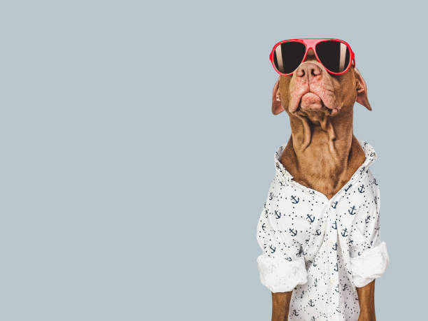 istock Lovable, pretty brown puppy and red sunglasses 1478147088
