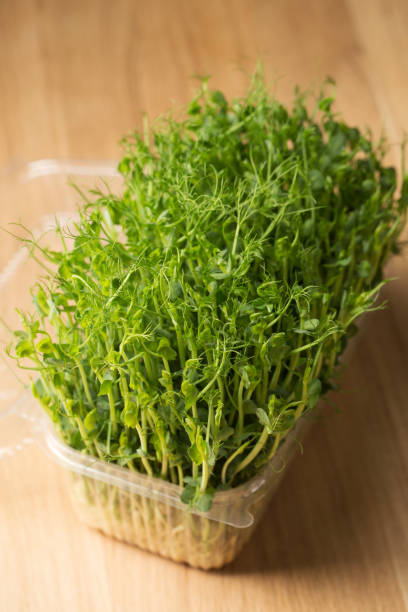 istock Sprouted pea, microgreens in a box on a wooden table 1478147289