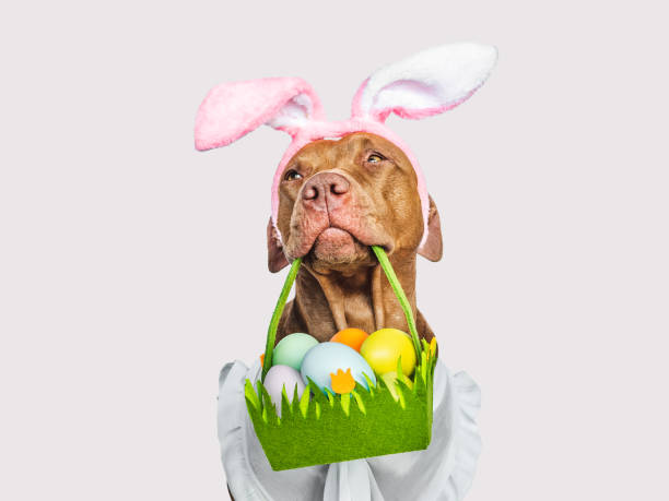 istock Lovable, pretty puppy and a basket of Easter eggs 1478147378