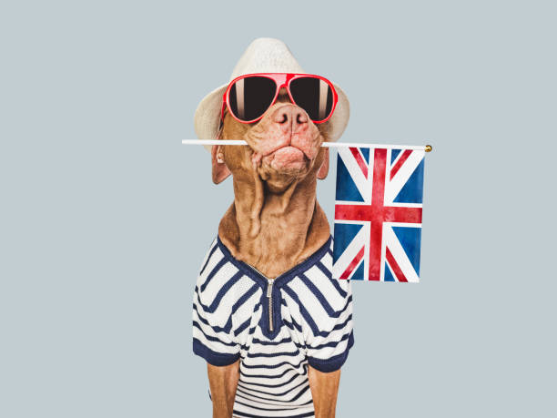 istock Charming puppy, sunhat, sunglasses and British flag 1478147652