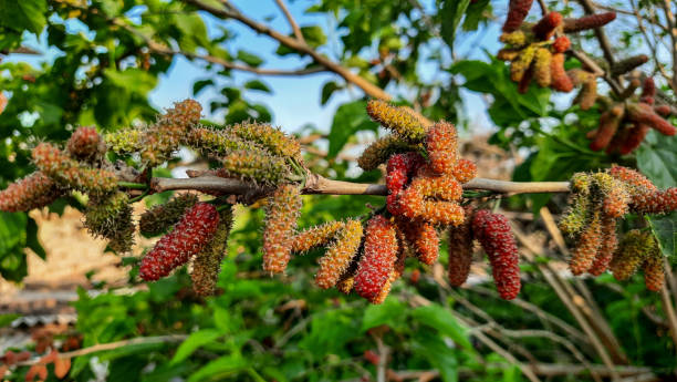 桑は甘くてジューシーなベリーフルーツで、学名morus albaはインドではshahtootとしても知られています。空の背景に桑の木に桑の実の葉と果実の束と茂み。 - mulberry bush ストックフォトと画像