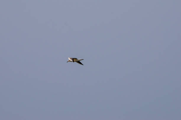 istock Lonely seagull flying high in the sky 1478151636