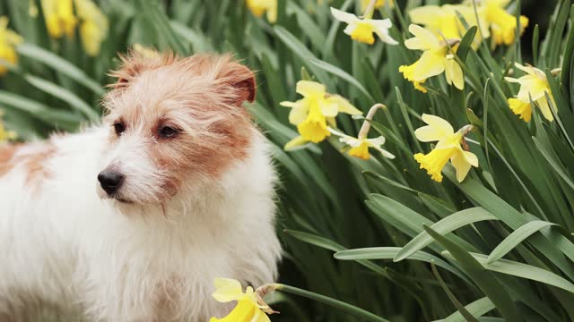 Cute pet dog listening, looking next to flowers