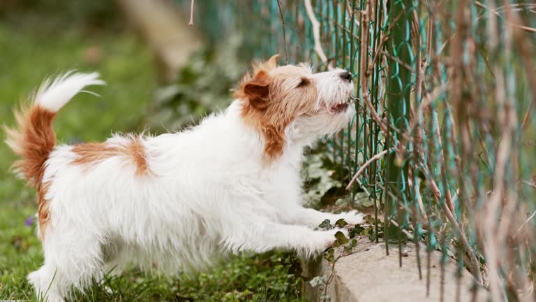 Active funny dog wagging her tail and barking