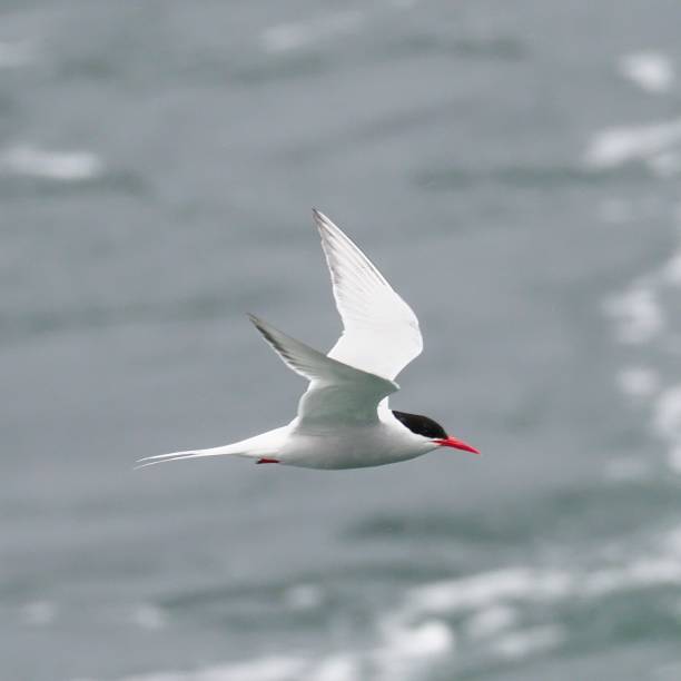 istock A single South American Terns hover over the water 1478153139