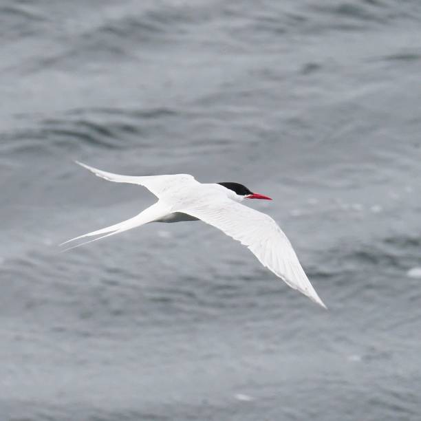 istock A single South American Terns hovers over the water 1478153205