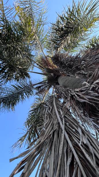 istock Green leaves of a Palm tree 1478155617