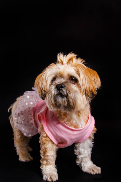 istock Lhasa Apso - Amazing dog in studio photo session 1478155971
