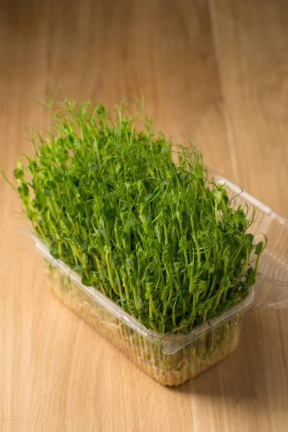 istock Sprouts of sprouted peas, microgreens in a box 1478156084