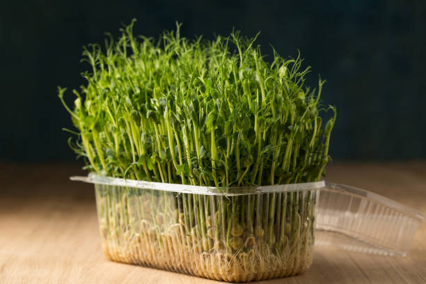 istock Sprouts of sprouted peas 1478156100