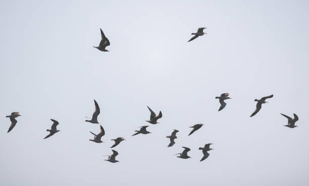 istock Adult ring-billed gulls fly in cloudy sky 1478157527