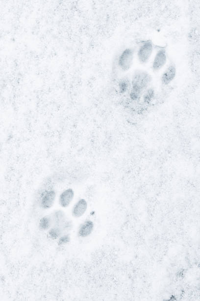 istock Cat footprints in the snow, close-up photo, 1478157571