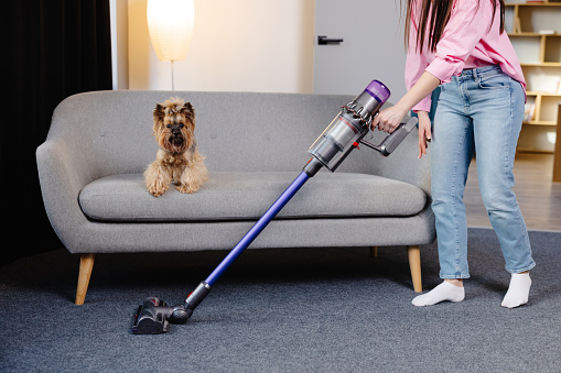 Cute young woman vacuuming at home with a cordless vacuum cleaner while her cute dog watches