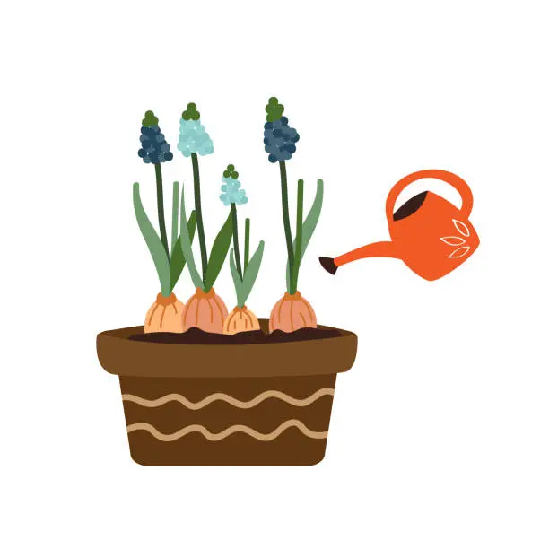 Vector illustration of Muscari bulbous flowers. Beautiful blue flowers for planting in the ground. Flat style vector garden illustration. Watering can watering plant.