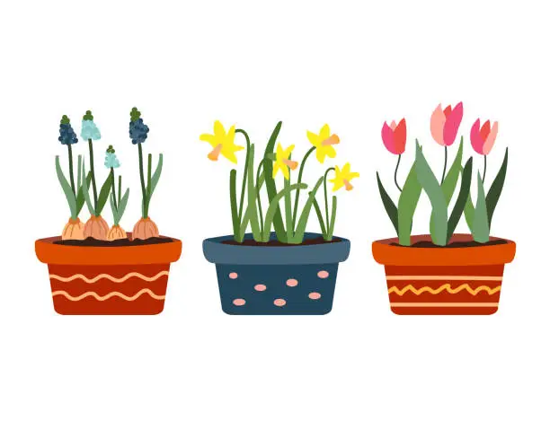 Vector illustration of Set of flowering spring plants in pots.  Sansevieria, daffodils and tulips.