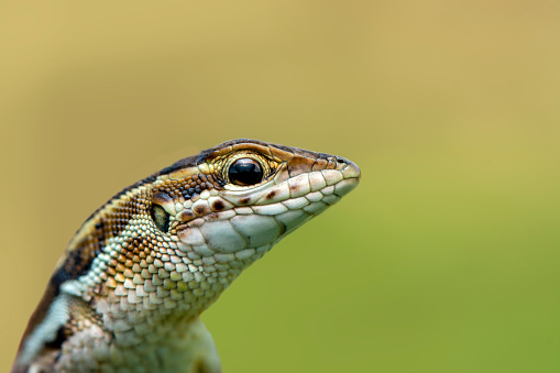 Closeup  Beautiful lizard in the garden