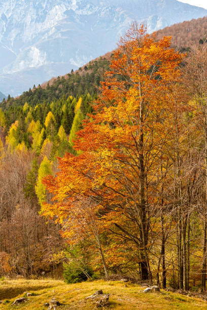 istock Autumn in Val Alba - Moggio Udinese 1478159908