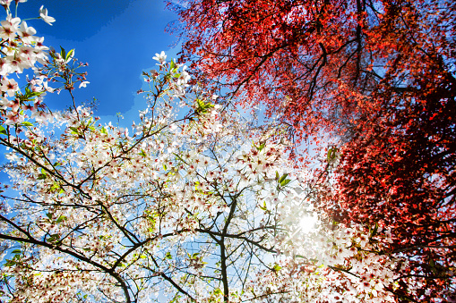 Cherry blossoms of sakura tree in sun shining in japanese agarden in Kaiserslautern  and red leaves large tree on background