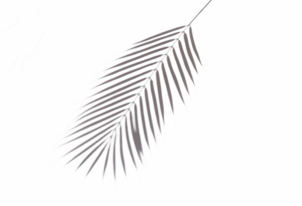 Shade of palm leaves on a white background Shade of palm leaves on a white background plant png stock pictures, royalty-free photos & images