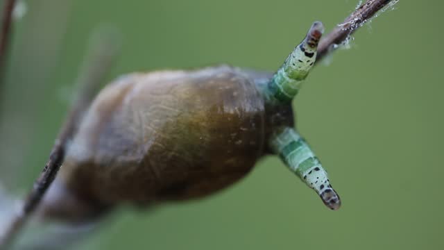 Snail infected with parasitic green-banded broodsac