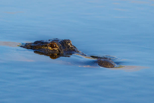 istock Alligator at the Wakodahatchee Wetlands 1478161378