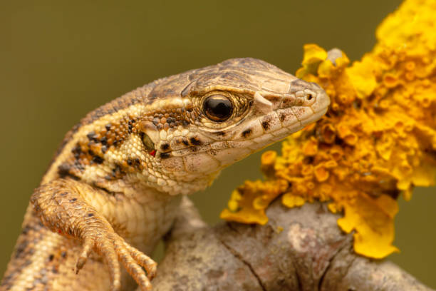 istock Closeup  Beautiful lizard in the garden 1478161842