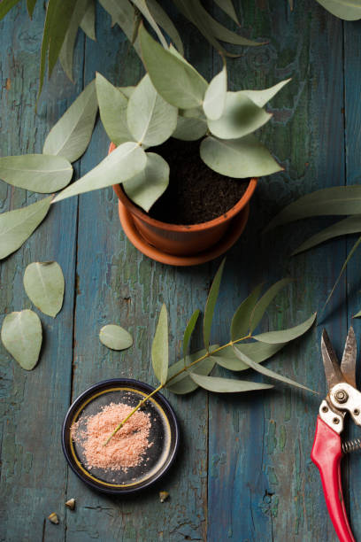 istock Cuttings of eucalyptus shoots, top view 1478163496