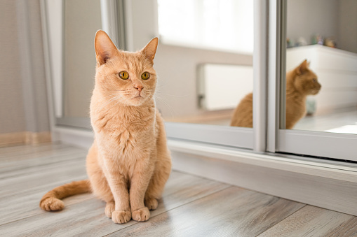 domestic cat sits in front of a mirror. cat in the room