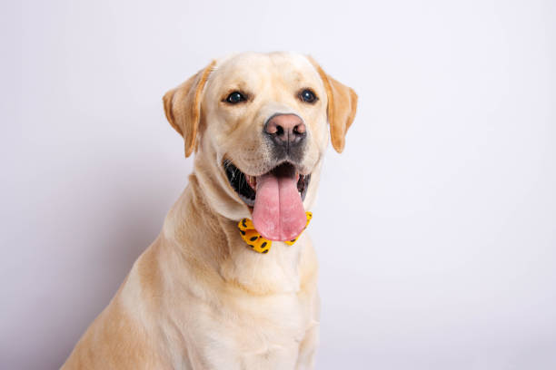 istock Labrador retriever dog . Studio shot. 1478163600