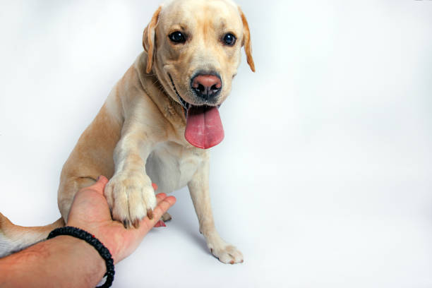Labrador retriever dog . Studio shot.