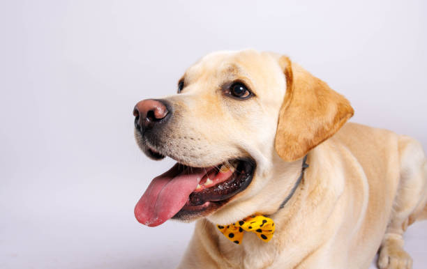 istock Labrador retriever dog . Studio shot. 1478163610