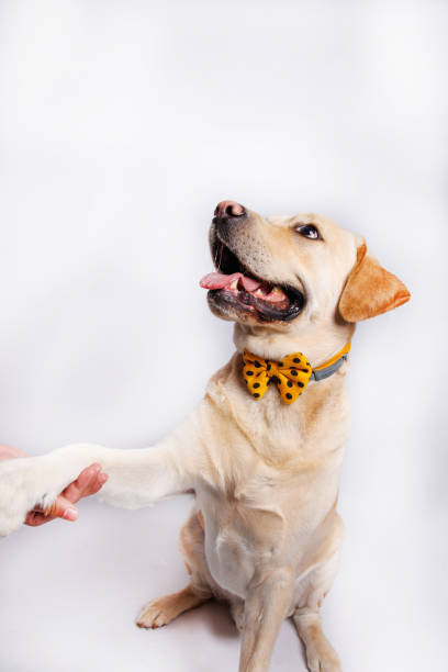 istock Labrador retriever dog . Studio shot. 1478163611