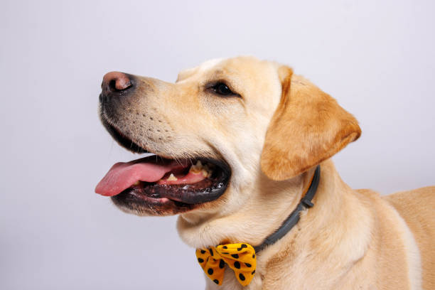 istock Labrador retriever dog . Studio shot. 1478163648