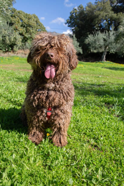 istock Spanish Water Dog in Field 1478164182