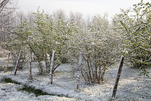 Beautiful winter landscape with snow covered trees