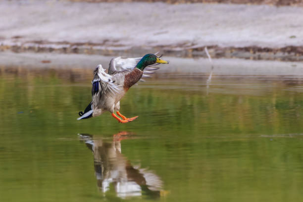 istock mallard duck flying in the morning light 1478166176