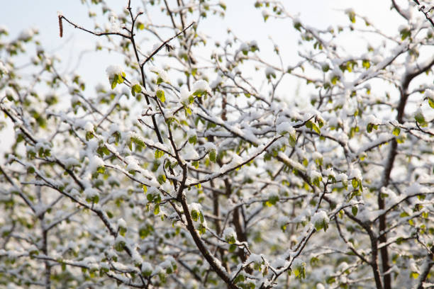 Snow on leaves on a sunny winter day