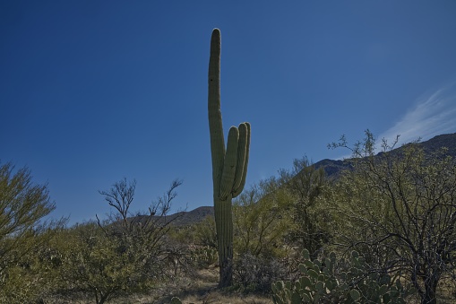 Saguaro National Park - West - Tucson Mountain District_0109