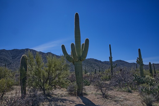 Large cacti in Arizona against a blue sky, desert landscape. Saguaro Cactuses (Carnegiea gigantea) in desert, USA