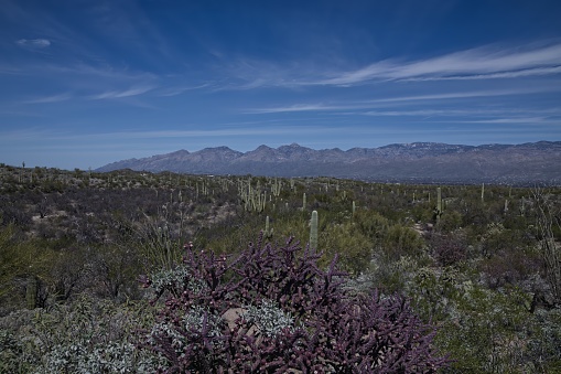 A wide angle horizontal daylight color digital photography of southwest desert in California, USA.