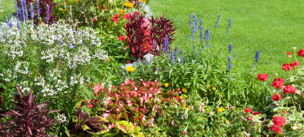 istock Bright flowerbed and lawn. Wide photo. 1478167733