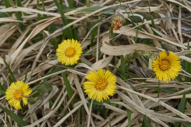 Mother-and-stepmother (lat. Tussilago) blooms in a meadow. Mother-and-stepmother is a monotypic genus of flowering early spring plants of the family Asteraceae, or Compositae (Asteraceae).
