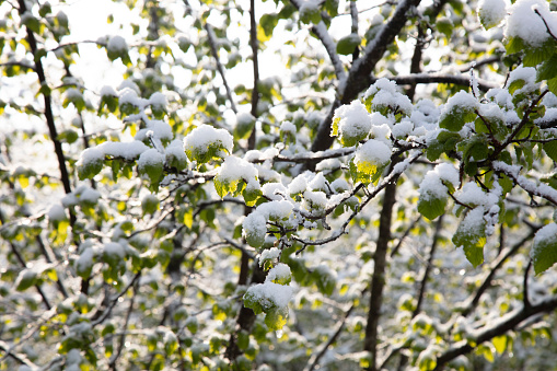 Snow on leaves on a sunny winter day