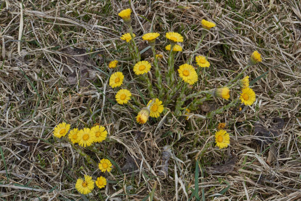 istock Mother-and-stepmother (lat. Tussilago) blooms in a meadow. 1478169172