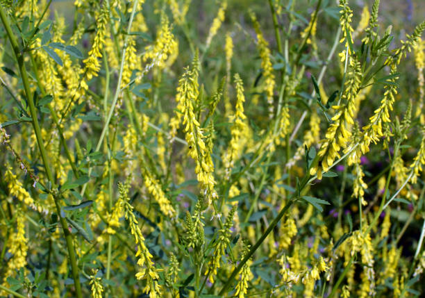 istock Melilot officinalis, ribbed melilot (Melilotus officinalis) blooms in nature 1478170368
