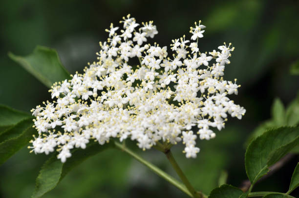 istock Elderberry blooms in nature 1478170469