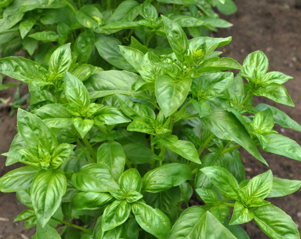 istock Basil grows in the garden 1478170557