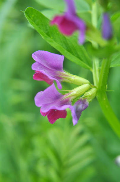Vetch sowing (Vicia sativa) grows on a farm field