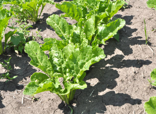 istock On the farm field grow sugar beets 1478170688